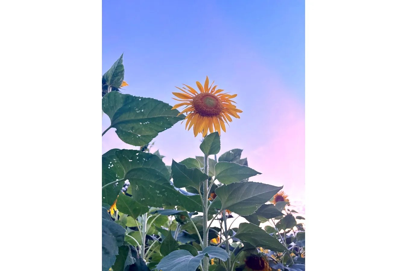 ▲葛西臨海公園のひまわり(提供:公益財団法人東京都公園協会)