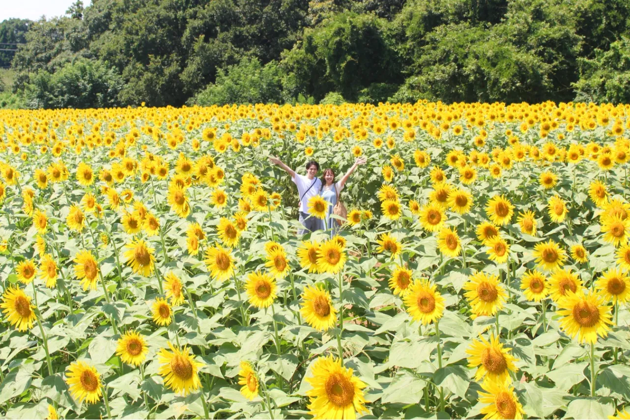 ▲成田ゆめ牧場のひまわり畑