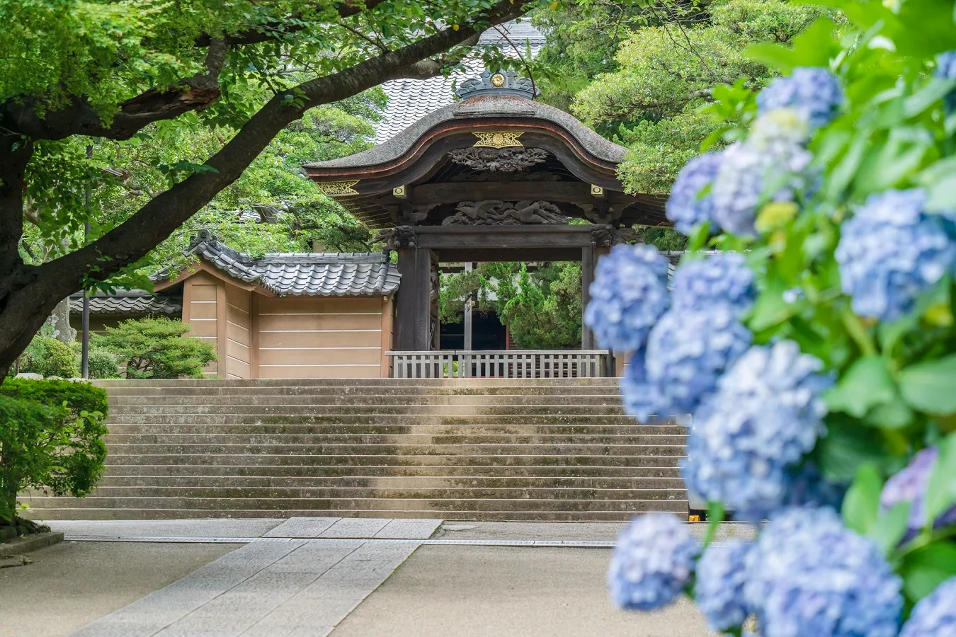 【2026】鎌倉あじさいスポット6選！名所から穴場まで紹介、見ごろ情報も_3730369
