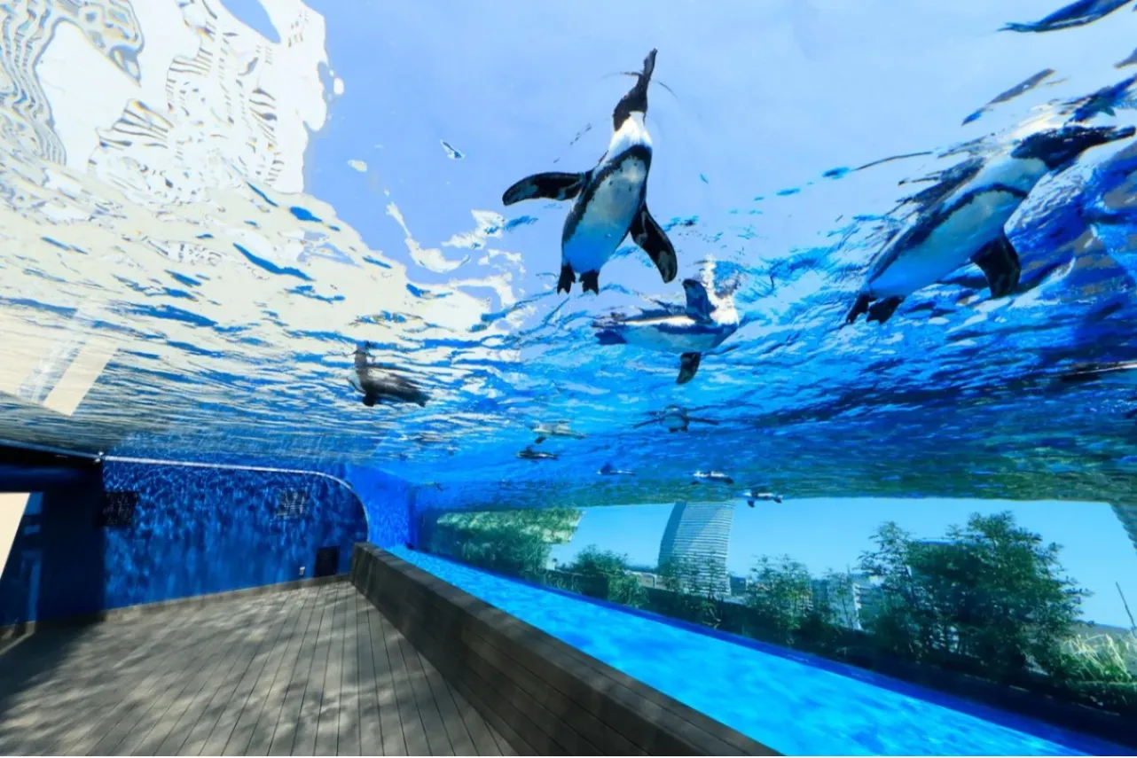 ▲まるでペンギンが都会の空を飛んでいるかのよう!「天空のペンギン」