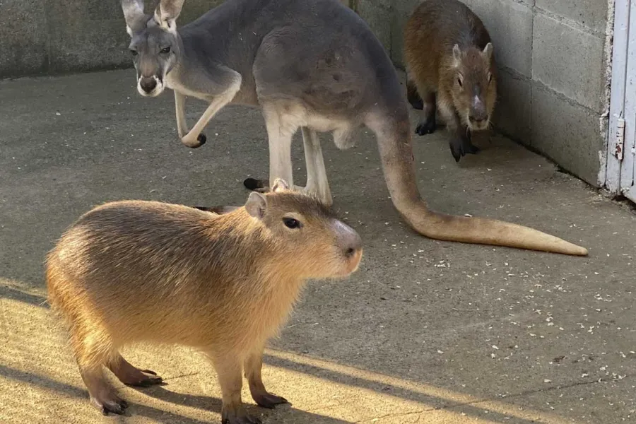 ▲カピバラ、ワラビー