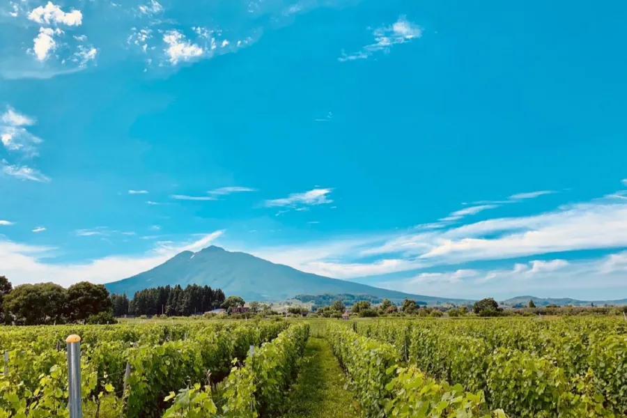 ▲約1.5haの自社のブドウ畑