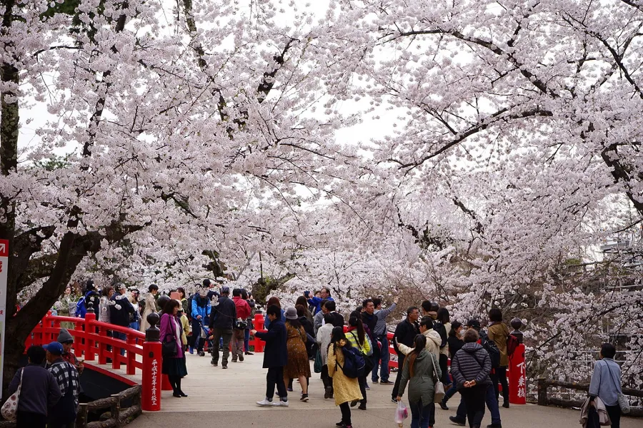 ▲2018年の「弘前さくらまつり」の様子