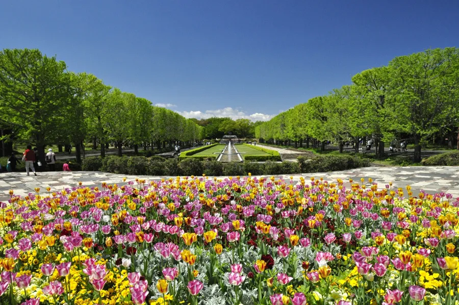 フラワーフェスティバル開催中！桜、チューリップ、ポピーetc.次々満開