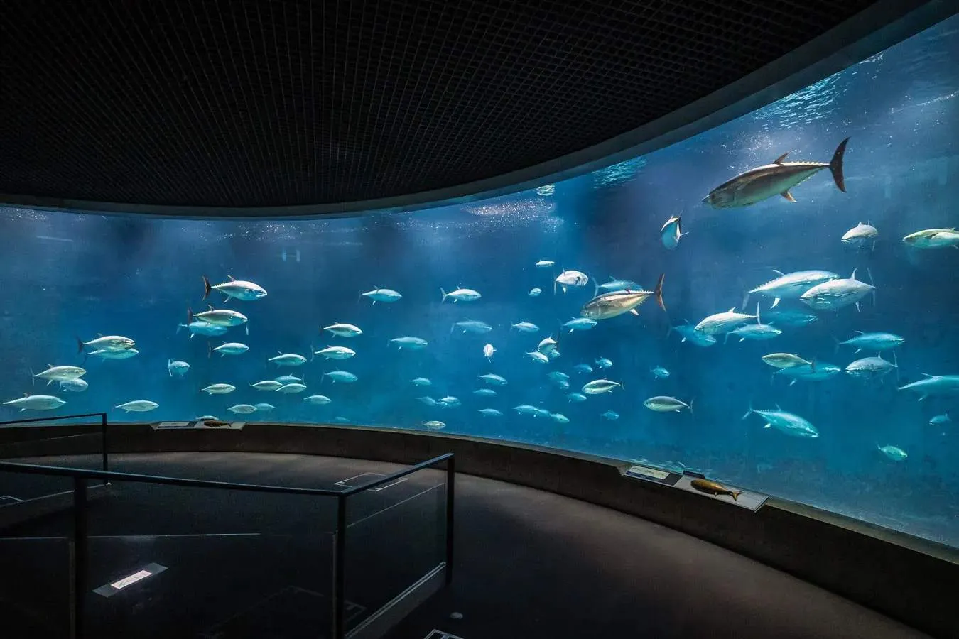 ▲アクアシアター　（公財）東京都動物園協会