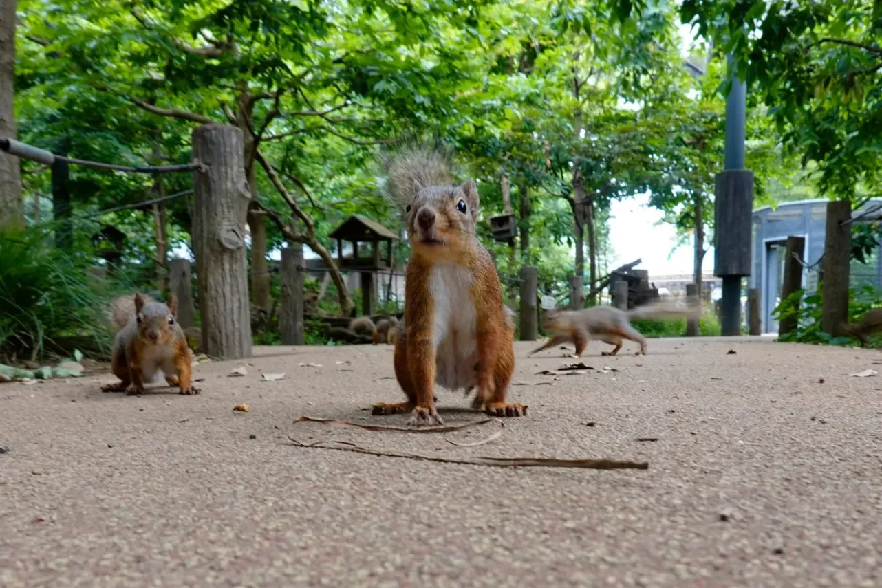 ▲リスの小径内の様子（提供：（公財）東京動物園協会）