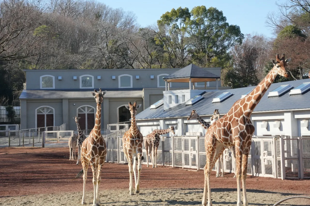 ▲キリン（写真提供：公益財団法人　東京動物園協会）