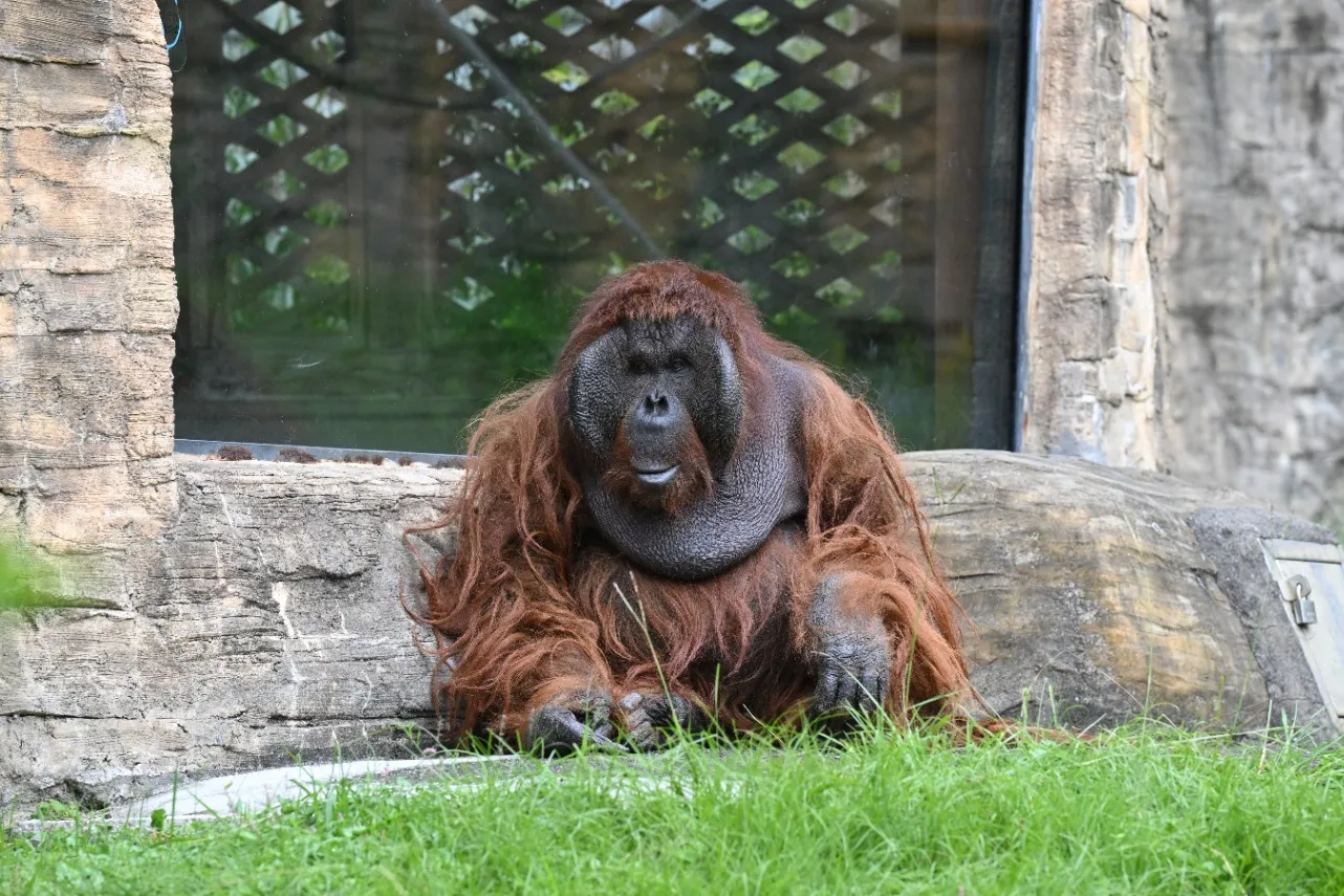 ▲ボルネオオランウータン（写真提供：公益財団法人　東京動物園協会）