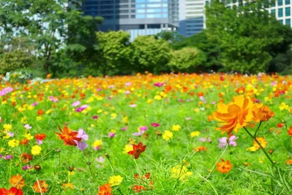 東京の「コスモス畑」5選