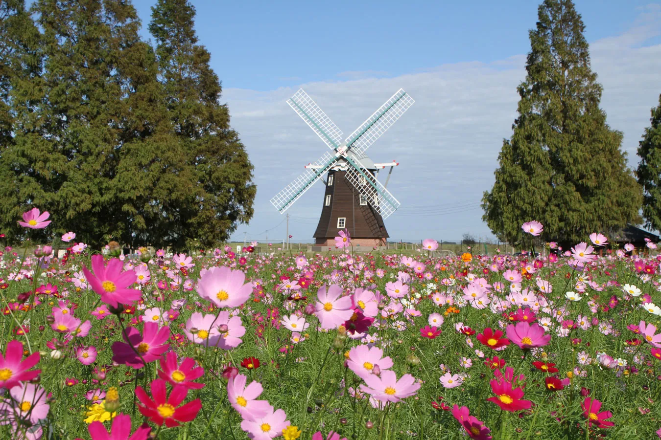 ▲あけぼの山農業公園のコスモス