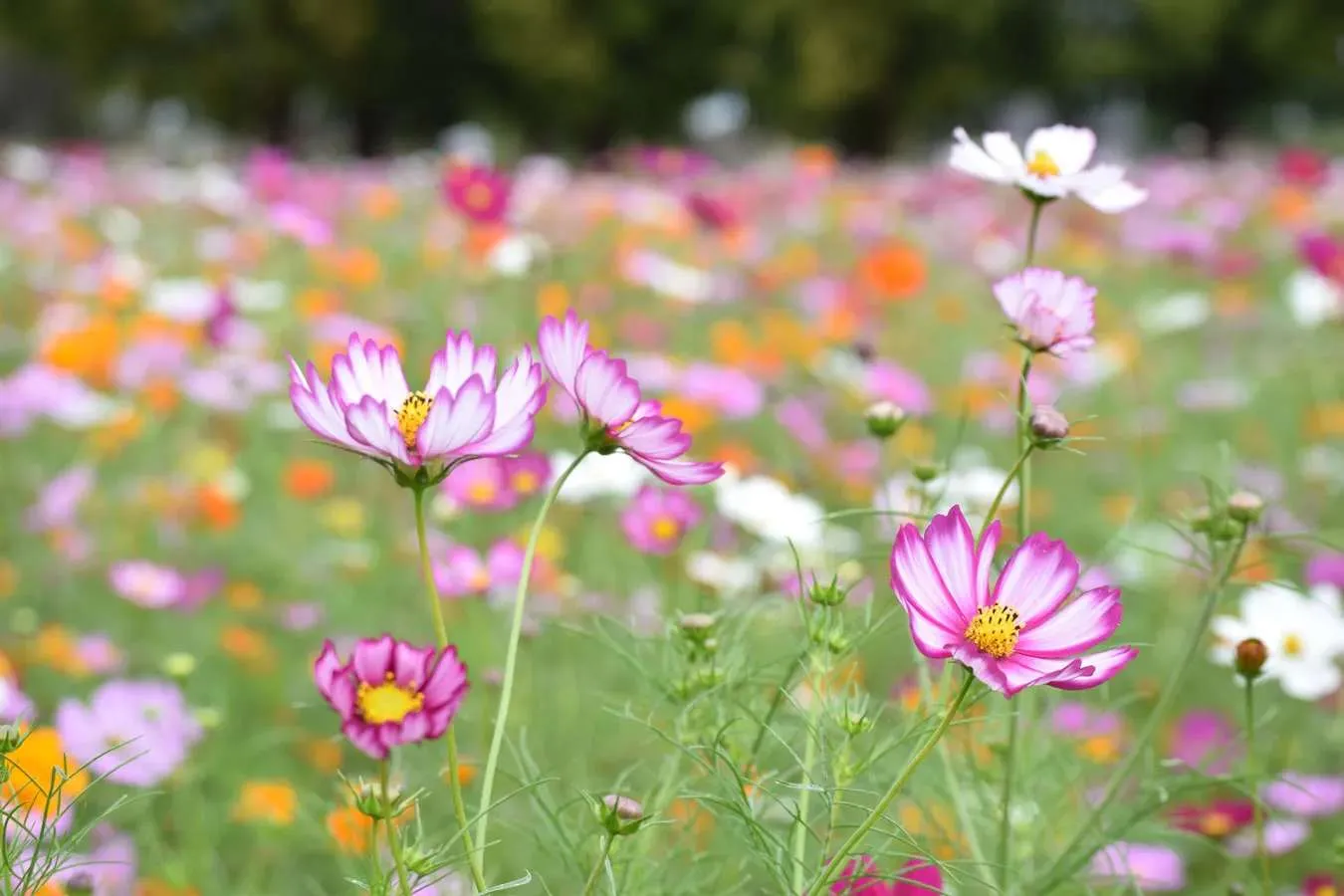 ▲あけぼの山農業公園のコスモス