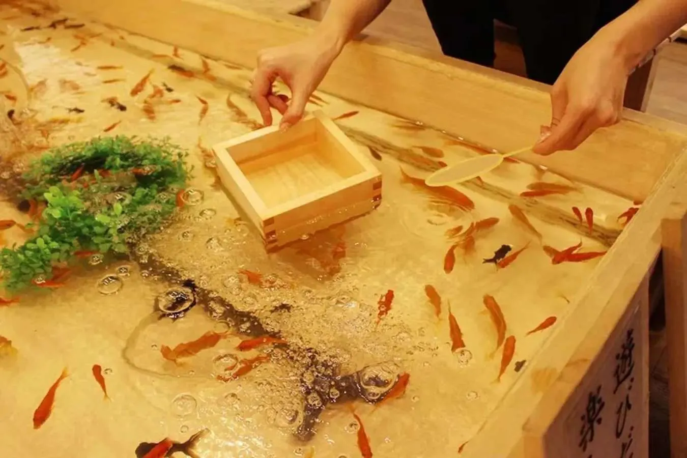 【浅草】一年中「金魚すくい」ができる場所！「浅草きんぎょ」レポ