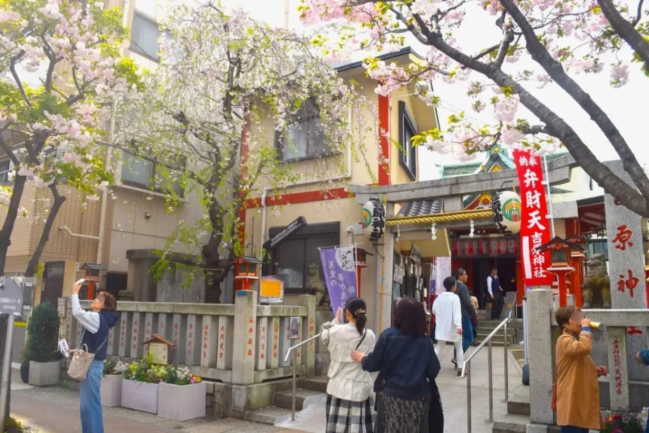 ▲春の様子（中央の桜が逢初桜）