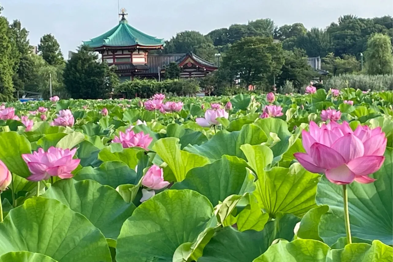 ▲不忍池のハスの景観（例年の見ごろ：7月中旬～8月中旬）