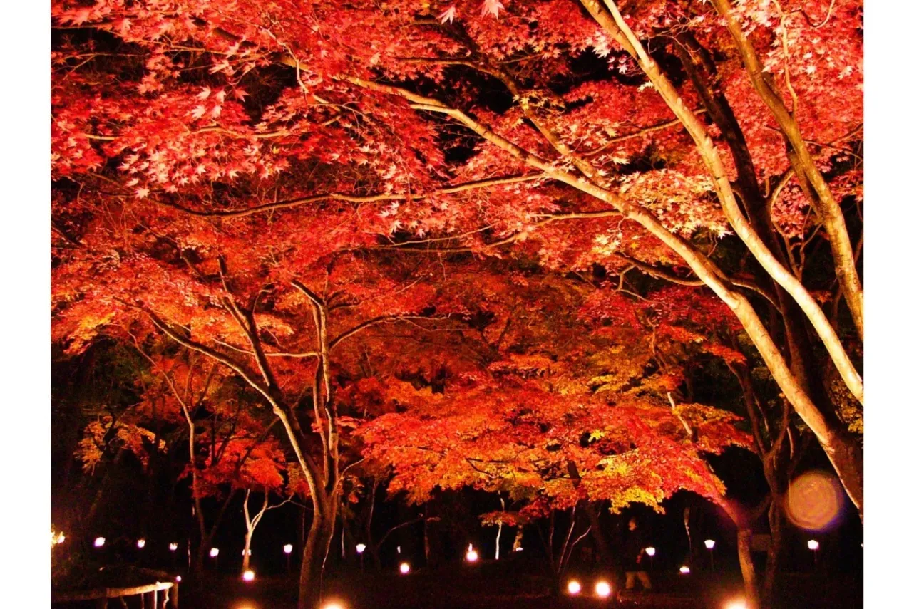▲月の石もみじ公園ライトアップ