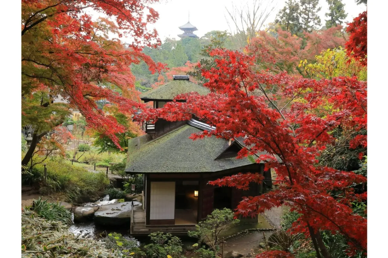 ▲紅葉の遊歩道（聴秋閣と三重塔）