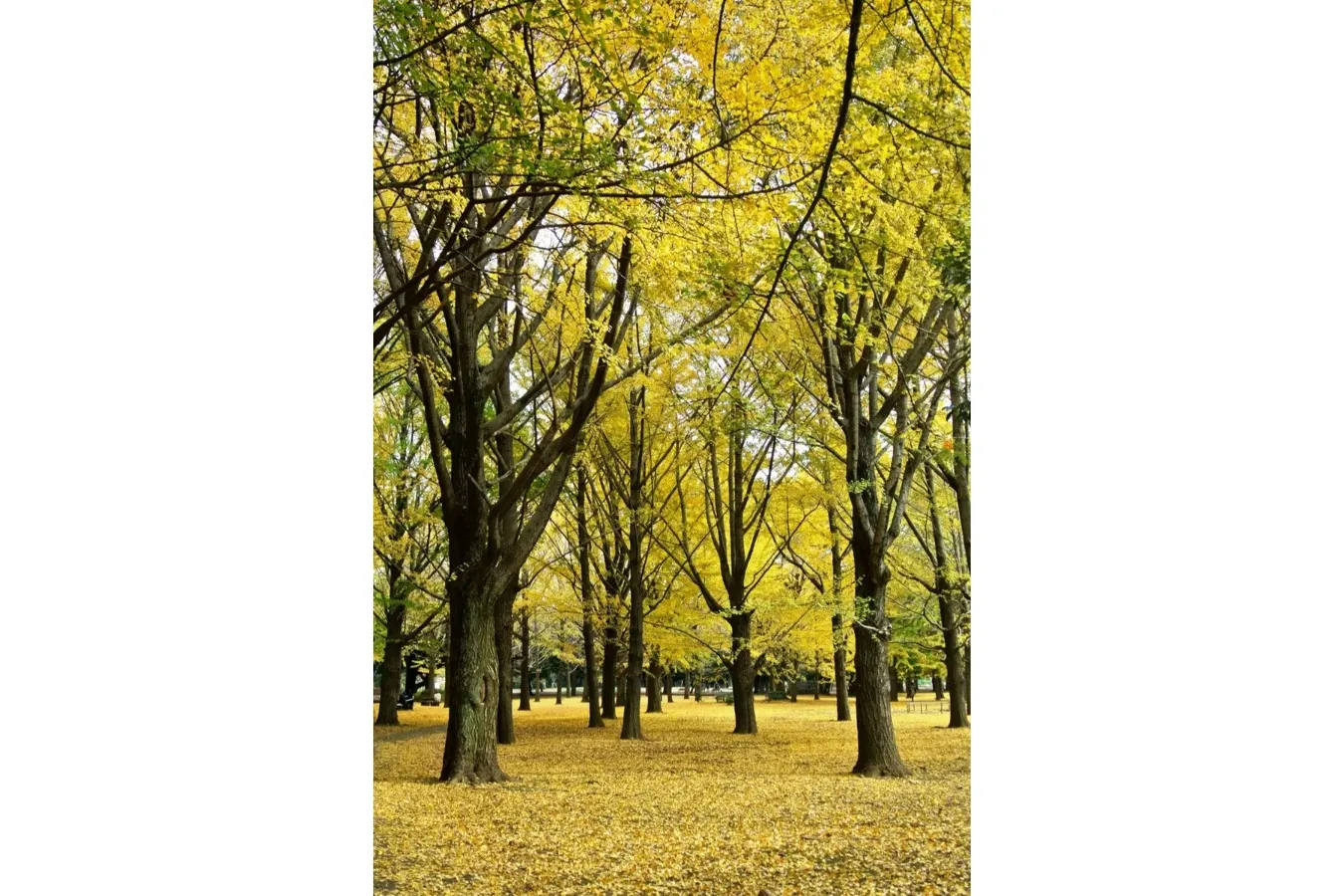 ▲画像提供：公益財団法人東京都公園協会