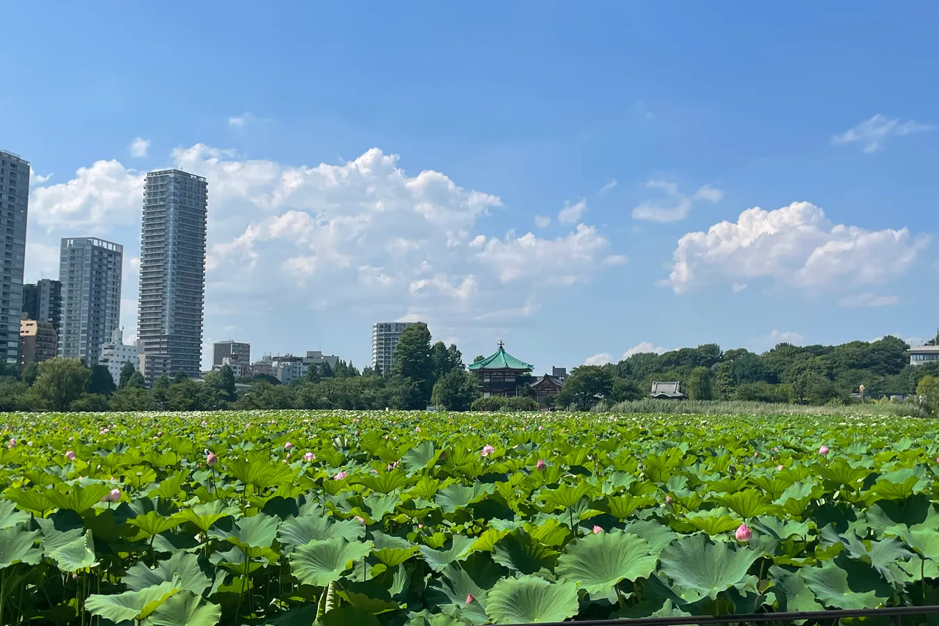 朝6時に人がいっぱい!?絶景の「蓮（ハス）」を見に上野・不忍池へ_3700759