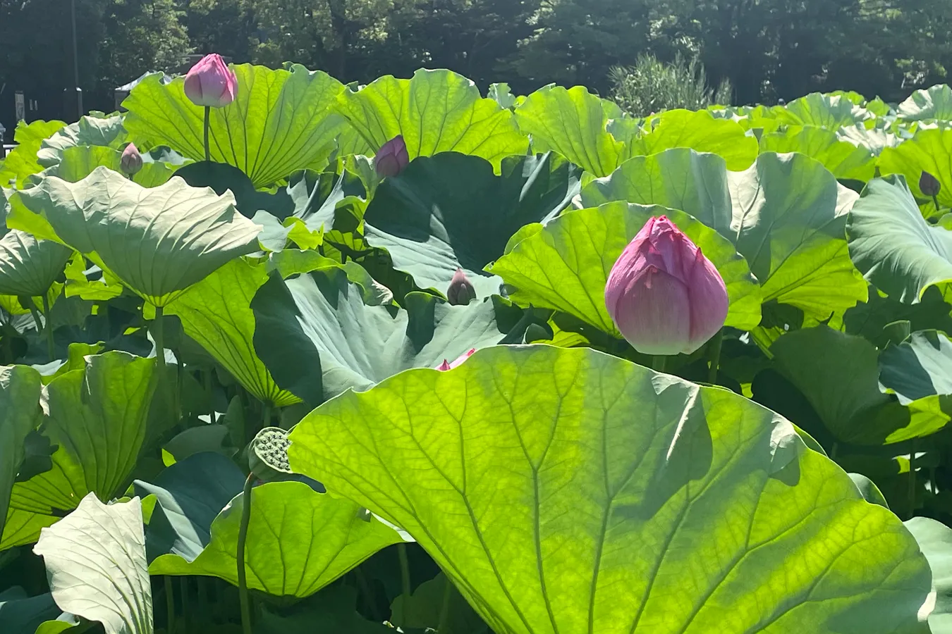朝6時に人がいっぱい!?絶景の「蓮（ハス）」を見に上野・不忍池へ_3700760