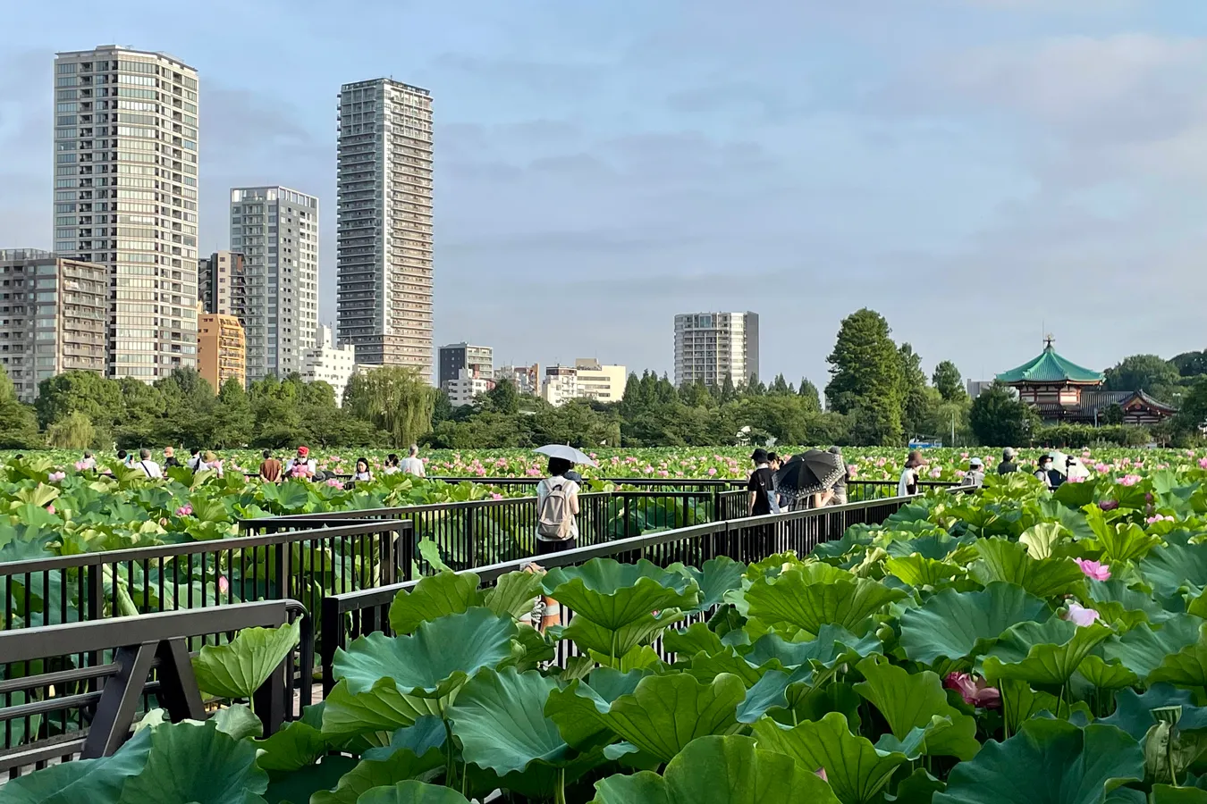 朝6時に人がいっぱい!?絶景の「蓮（ハス）」を見に上野・不忍池へ_3700761