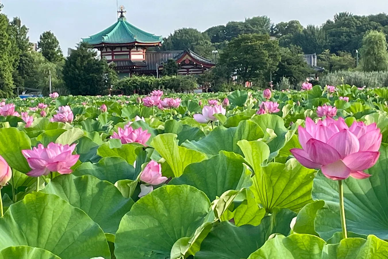 朝6時に人がいっぱい!?絶景の「蓮（ハス）」を見に上野・不忍池へ