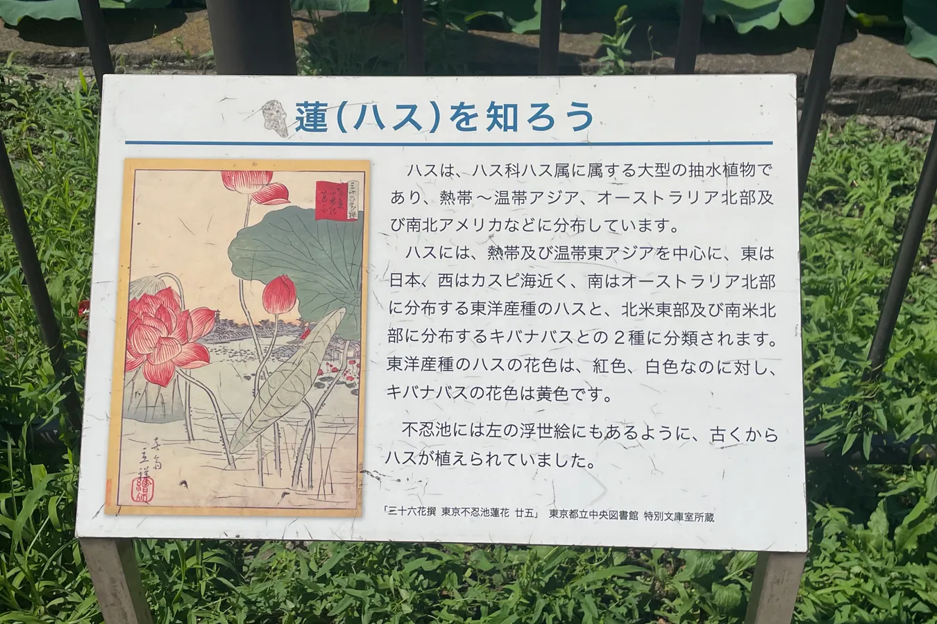 朝6時に人がいっぱい!?絶景の「蓮（ハス）」を見に上野・不忍池へ_3700764