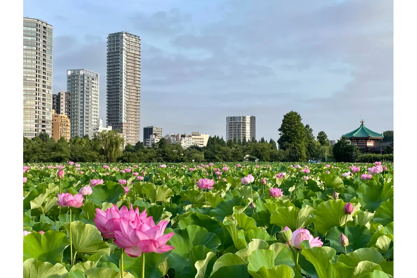 朝6時に人がいっぱい!?絶景の「蓮（ハス）」を見に上野・不忍池へ_3700765