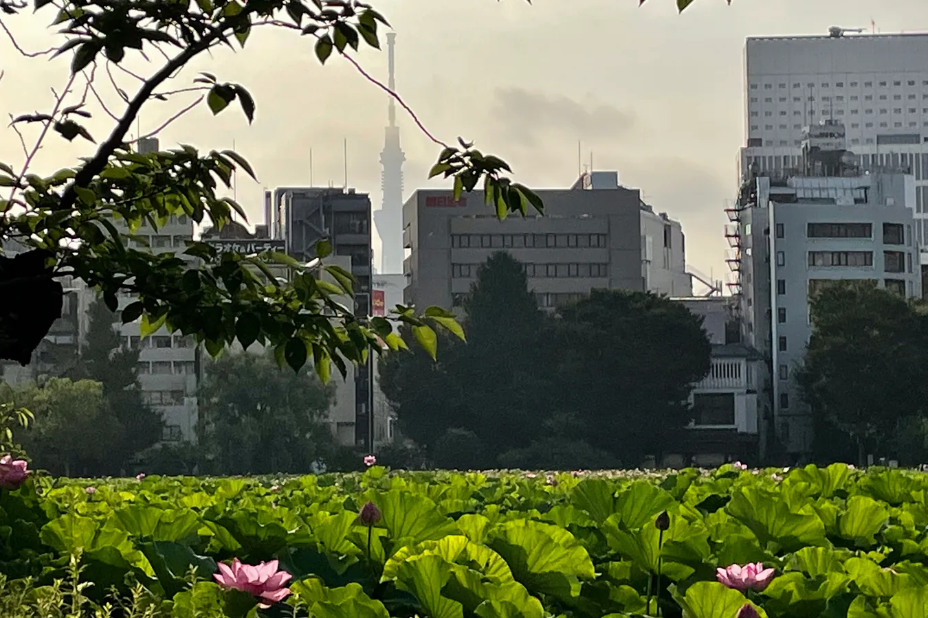朝6時に人がいっぱい!?絶景の「蓮（ハス）」を見に上野・不忍池へ_3700766