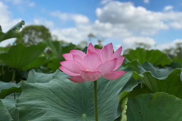 蓮・睡蓮の名所まとめ！見ごろやイベントも紹介