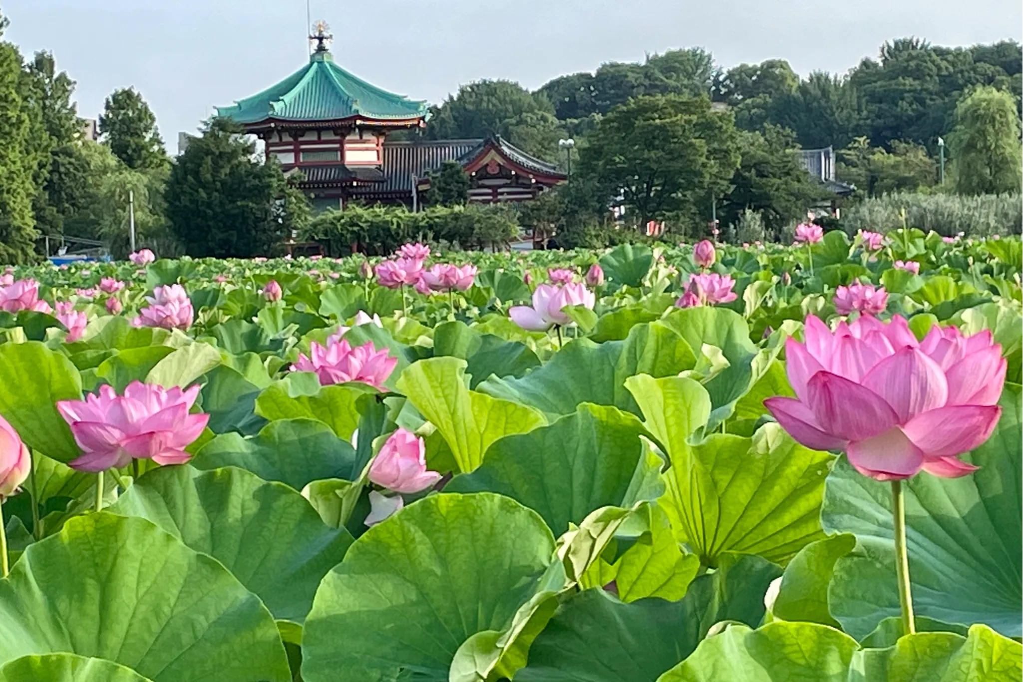 朝6時に人がいっぱい!?絶景の「蓮（ハス）」を見に上野・不忍池へ