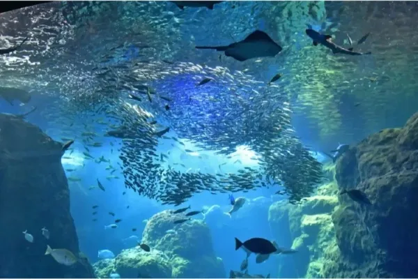 暑い夏も快適！涼しいデートスポット21選【都内・東京近郊】