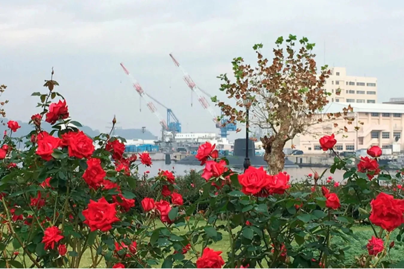 【横須賀】日帰り観光にオススメのスポット6選！一人旅に◎_3988395