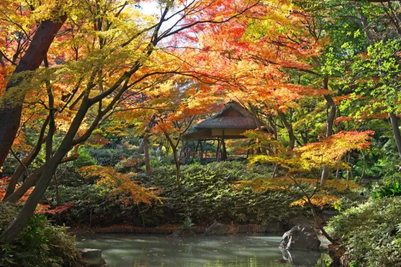【東京】オススメの紅葉・黄葉スポット8選_2995073