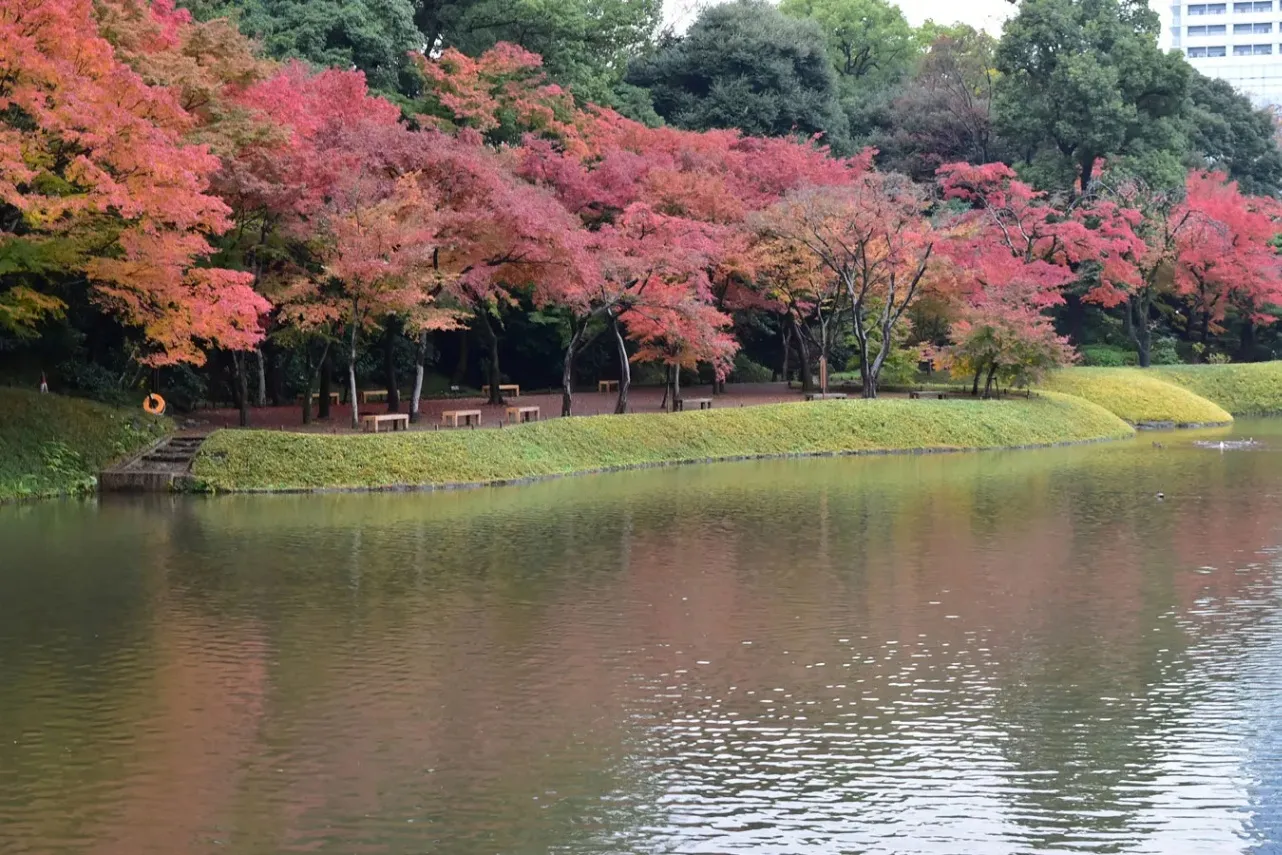 ▲モミジ　画像提供：公益財団法人東京都公園協会