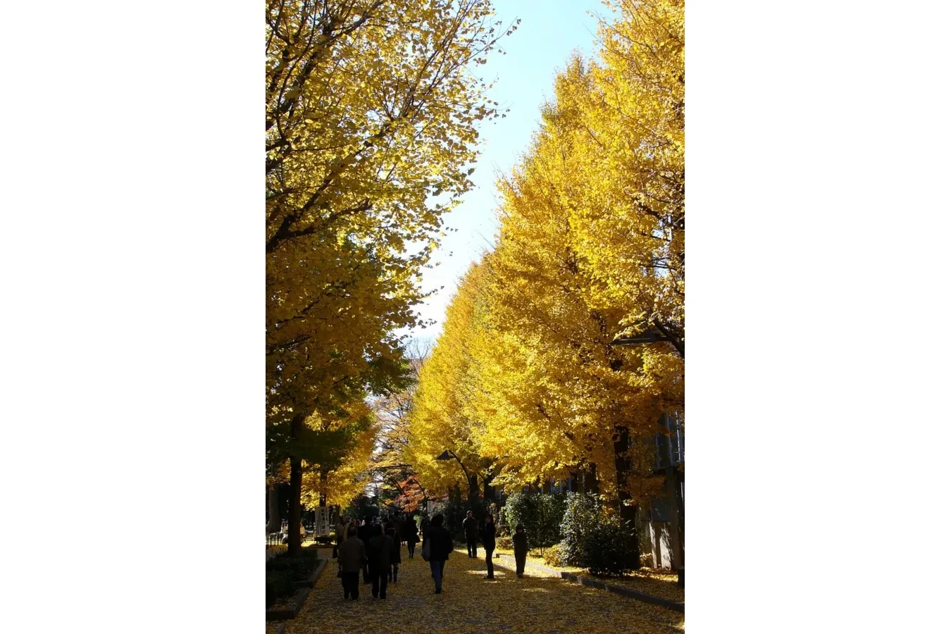 ▲紅葉シーズンの景観