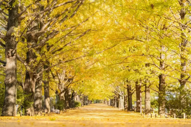 【東京】オススメの紅葉・黄葉スポット8選