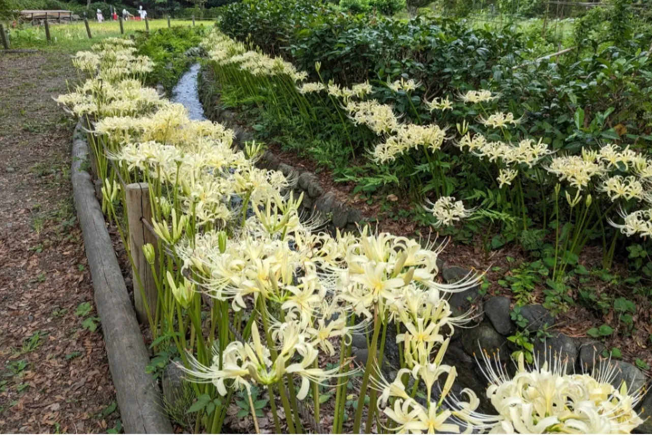 ▲曼珠沙華まつり_白い彼岸花（水路）