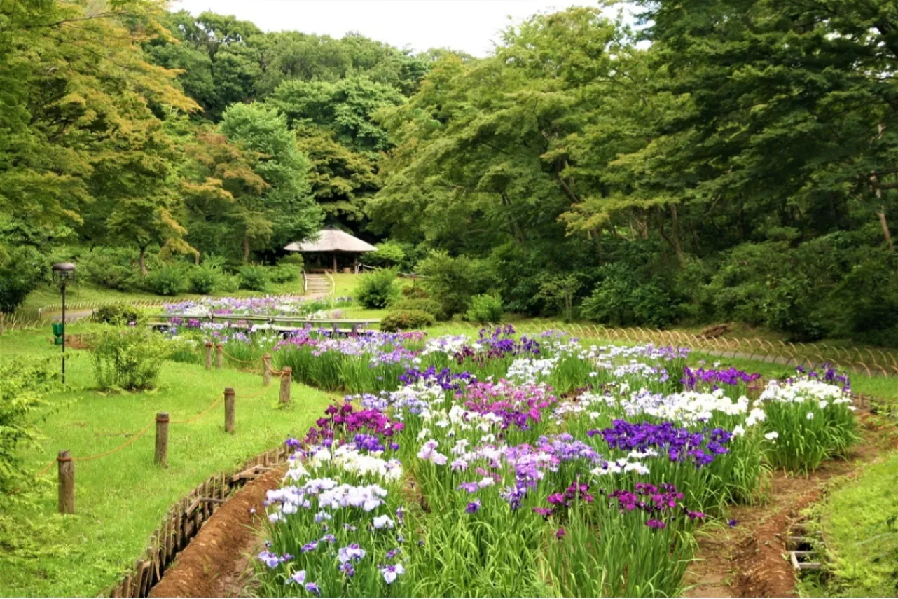 ▲例年6月見ごろを迎える菖蒲田