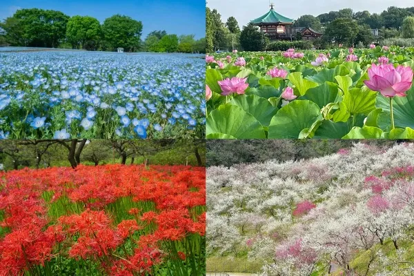 東京都内の花がきれいな場所・名所まとめ【春夏秋冬別】