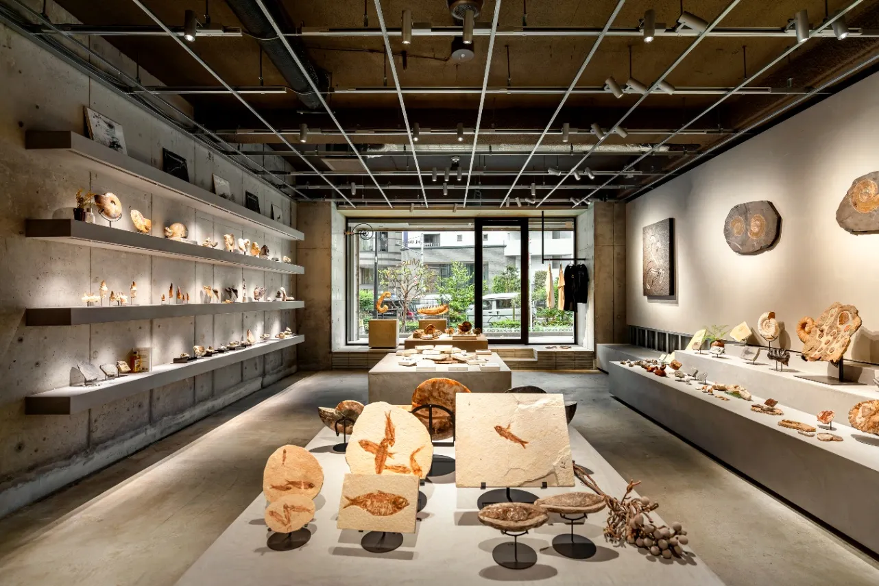 博物館級の化石が購入できる「買える化石博物館 TOKYO」新宿にオープン！希少な恐竜化石も_3620982