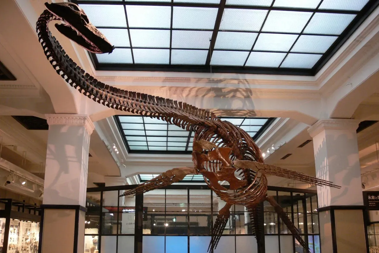 ▲提供：国立科学博物館（日本館フタバスズキリュウ）