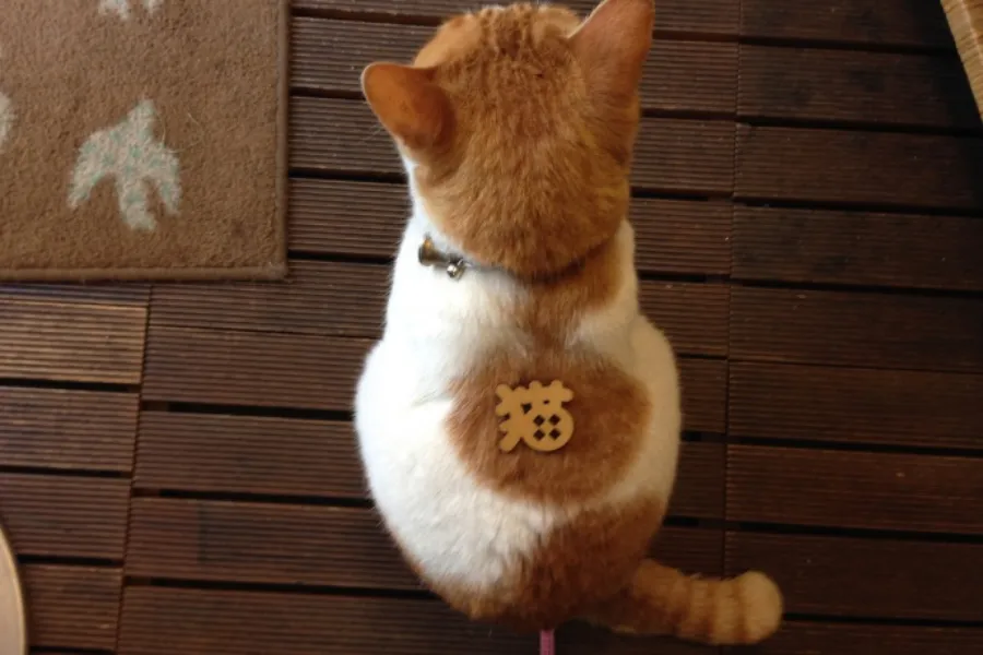 ▲もの（猫バッジ）を置いても無反応