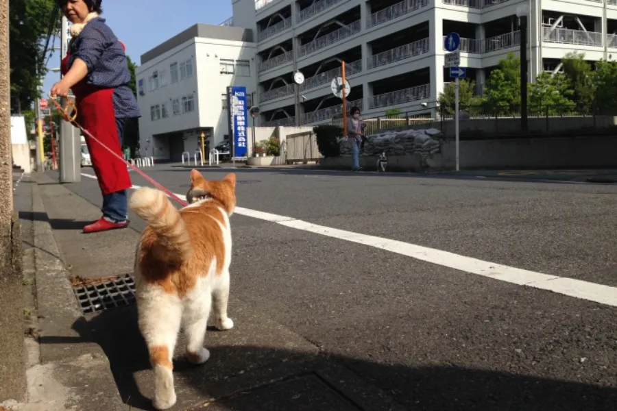 ▲キュートな後ろ姿。赤いリードが似合う