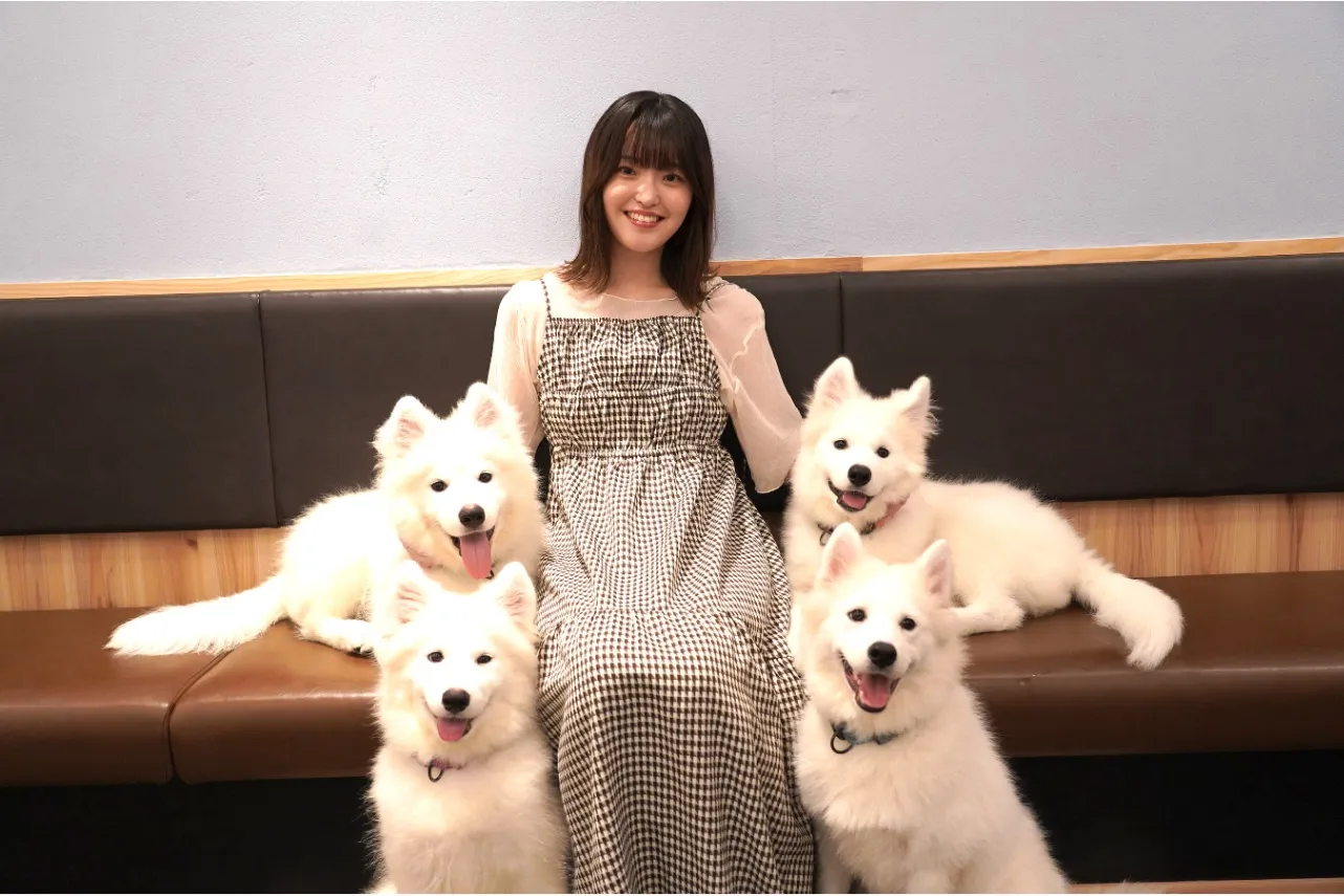 サモエド限定の犬カフェ！「サモエドカフェ  アル」が駒沢大学駅にオープン_1764580