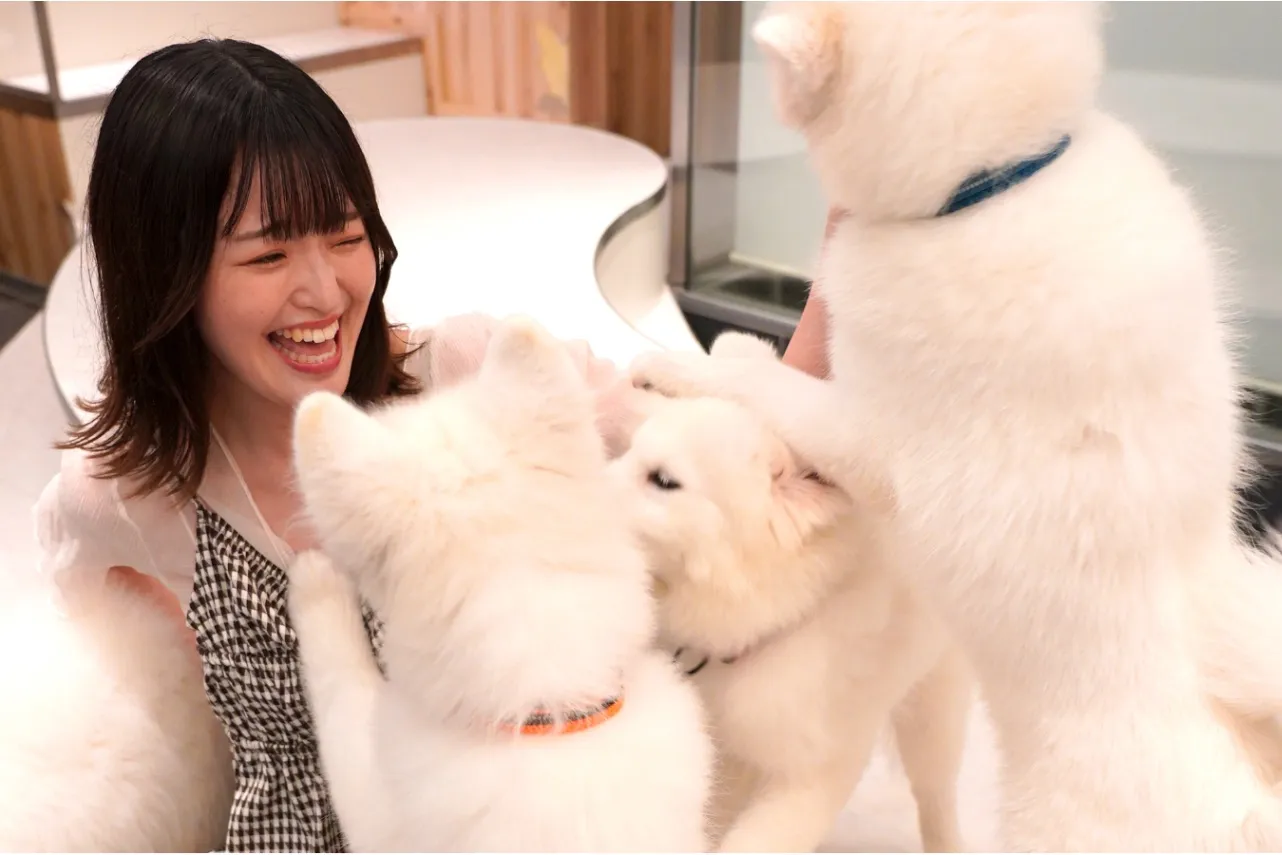 サモエド限定の犬カフェ！「サモエドカフェ  アル」が駒沢大学駅にオープン_1764582
