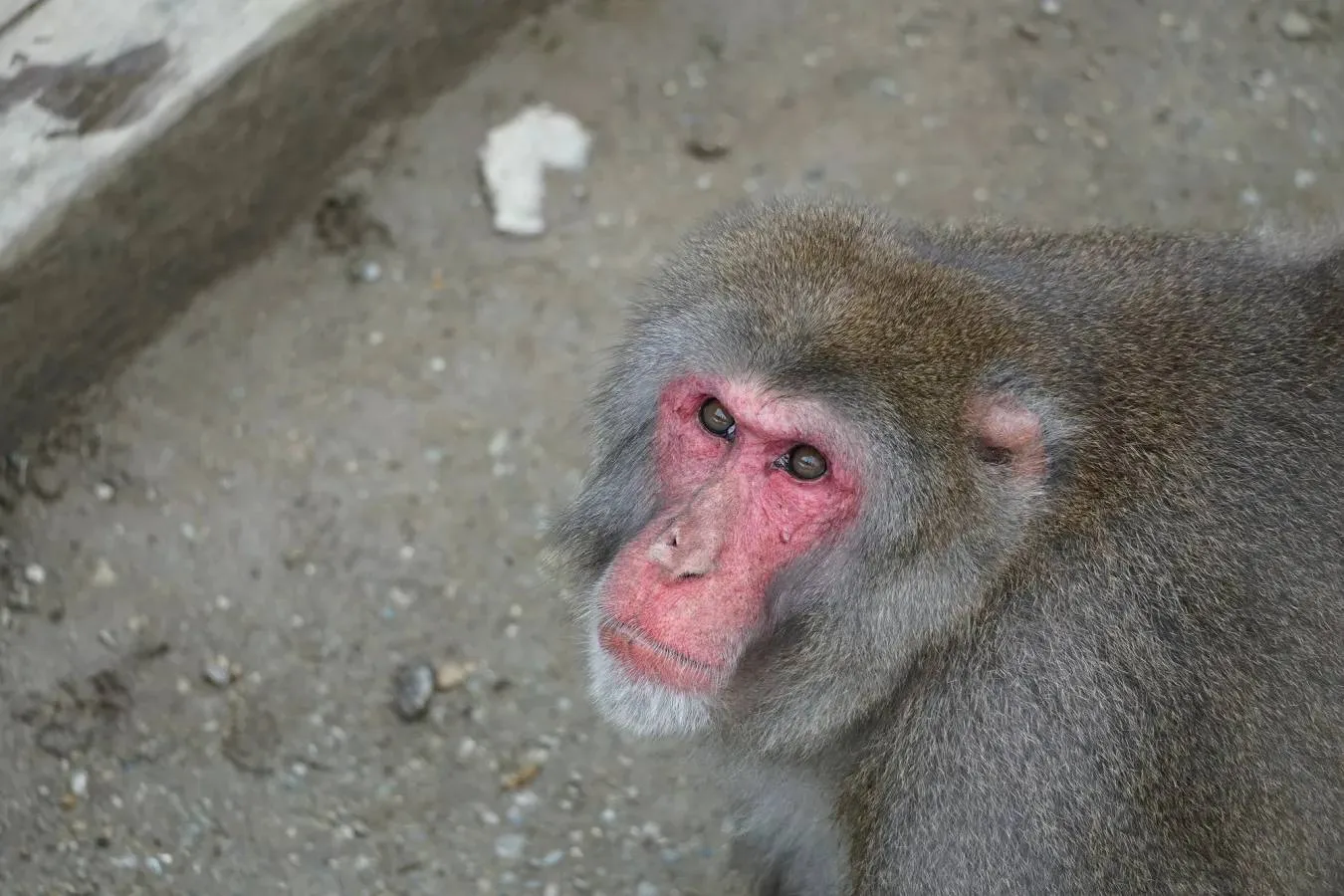 ▲ニホンザル（宝登山小動物公園）