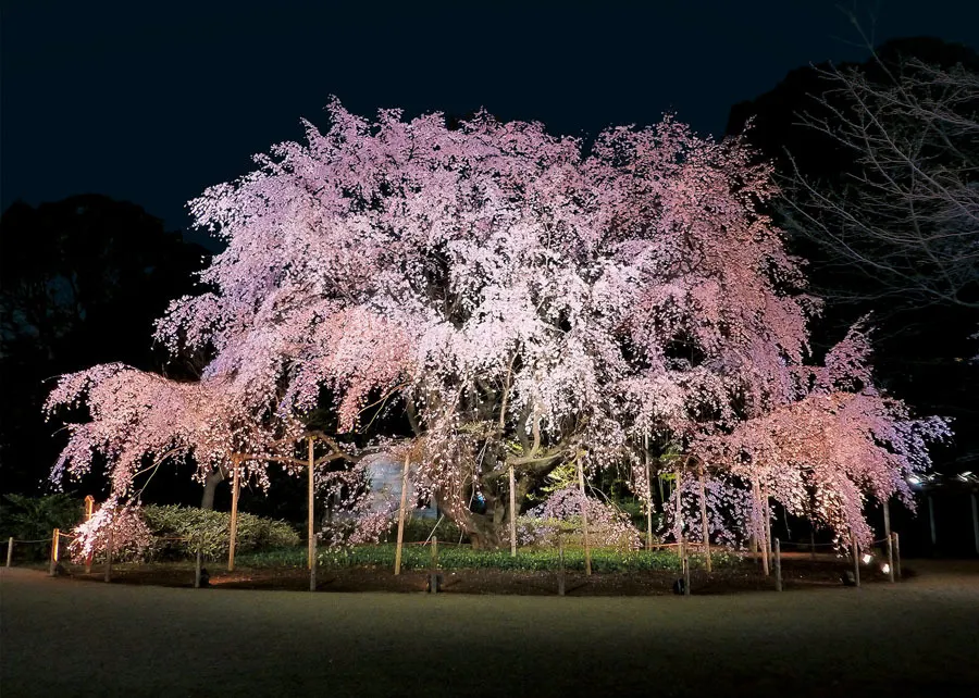 【2017速報】夜桜の名所ランキングTOP10！千鳥ヶ淵に目黒川ほか、注目の夜桜スポットを先取り♪