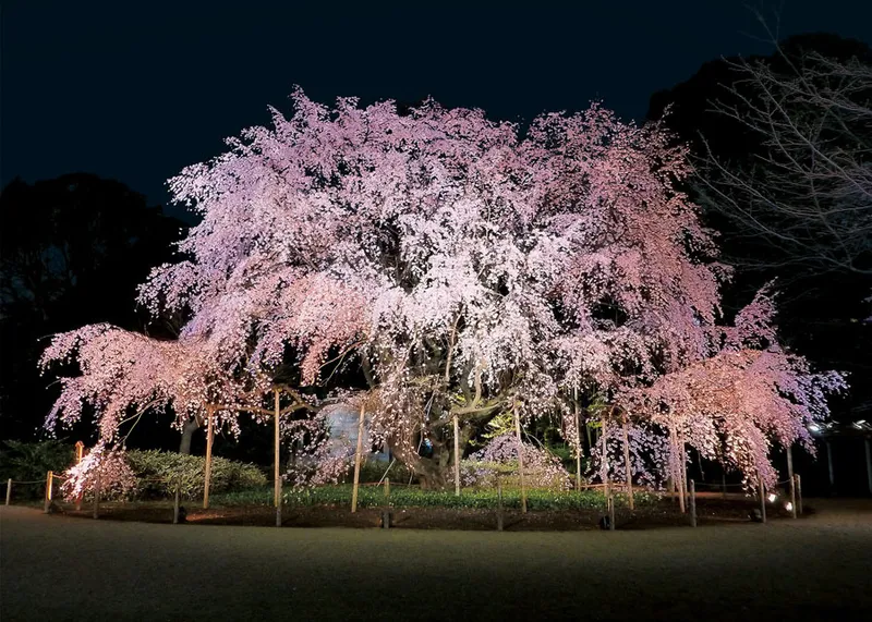 【2017速報】夜桜の名所ランキングTOP10！千鳥ヶ淵に目黒川ほか、注目の夜桜スポットを先取り♪