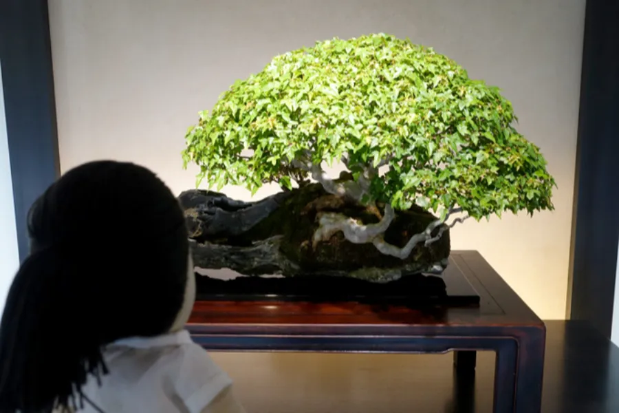 ▲「日本の涼景　水石と盆栽の美」展より《楓 銘 早春の譜》。
深い切り込みをもつ石に、楓を根付かせた珍しい石付き盆栽の名品