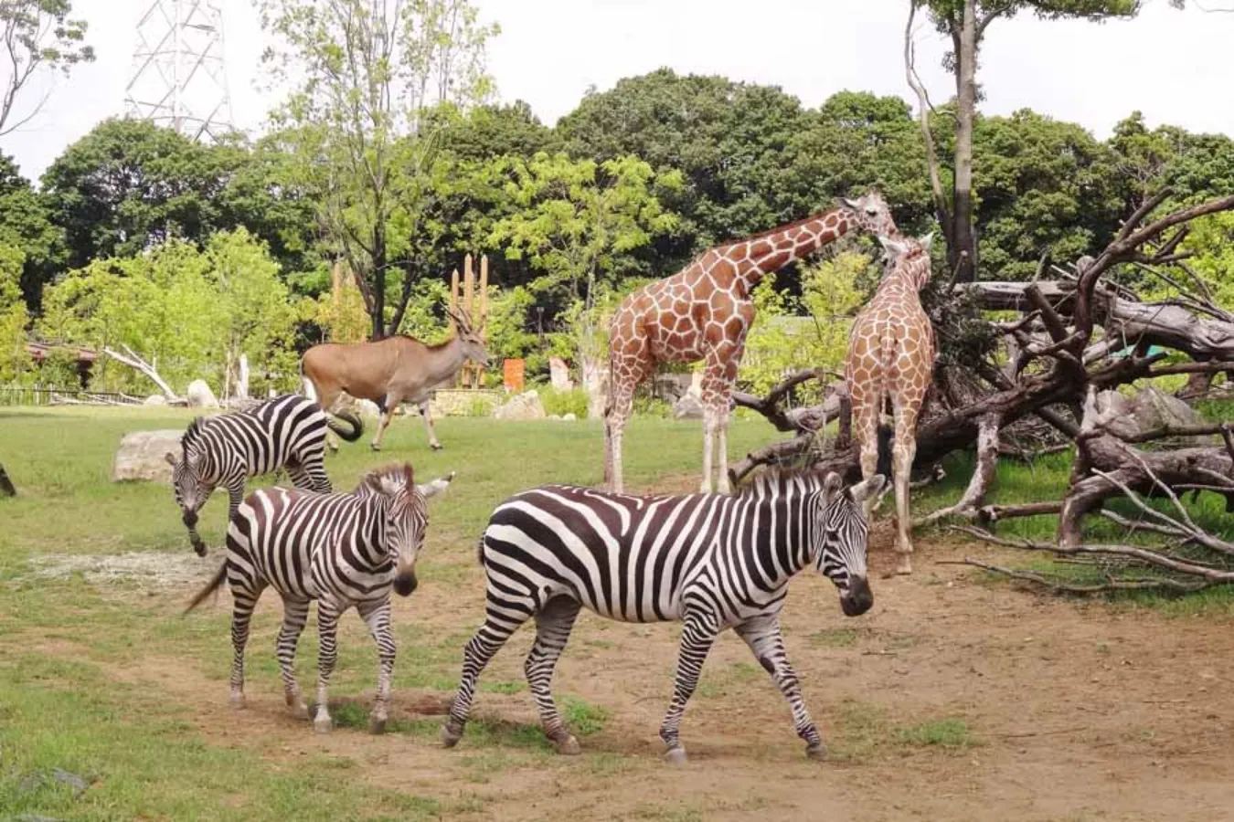 ▲アフリカのサバンナ